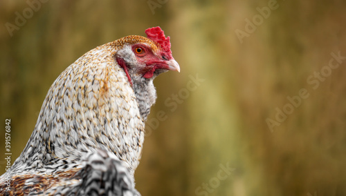 healthy rooster or hen in an ecological and natural farm with copy space