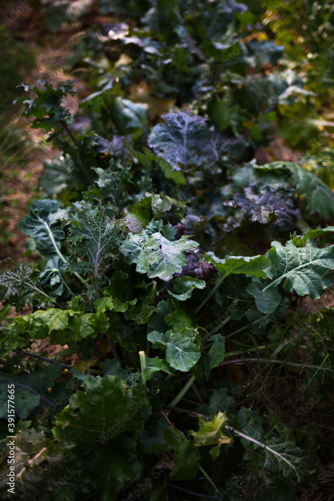 Kale growing in a backyard garden. Homesteading in Ontario, Canada. Kale growing in a backyard garden. Homesteading in Ontario, Canada.
