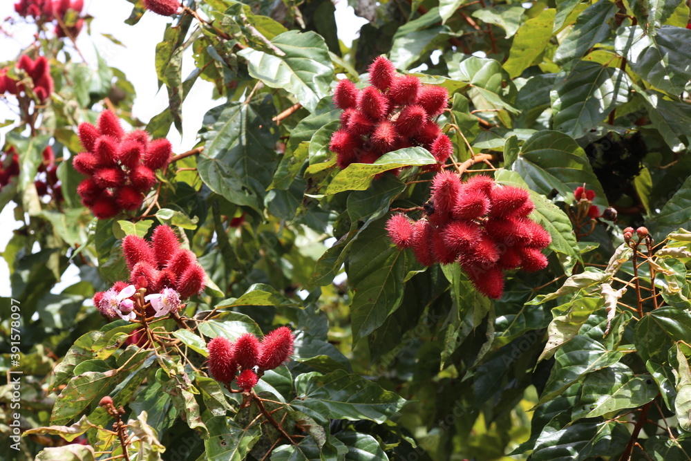 Achiote tree, Bixa orellana, or anatto tree full with the bright red fruits that grown in bunches