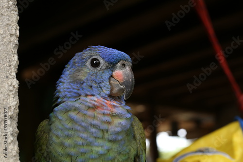 Close up of a blue headed parrot, Pionus menstruus, that is being hold as a pet
 photo