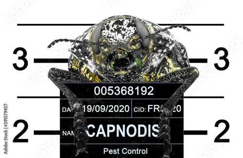 Jewel beetle, Capnodis cariosa arrested by Pest Control Department. Arrested beetle posing for front view. He holds placard. Height chart in the background. Isolated on a white background  photo