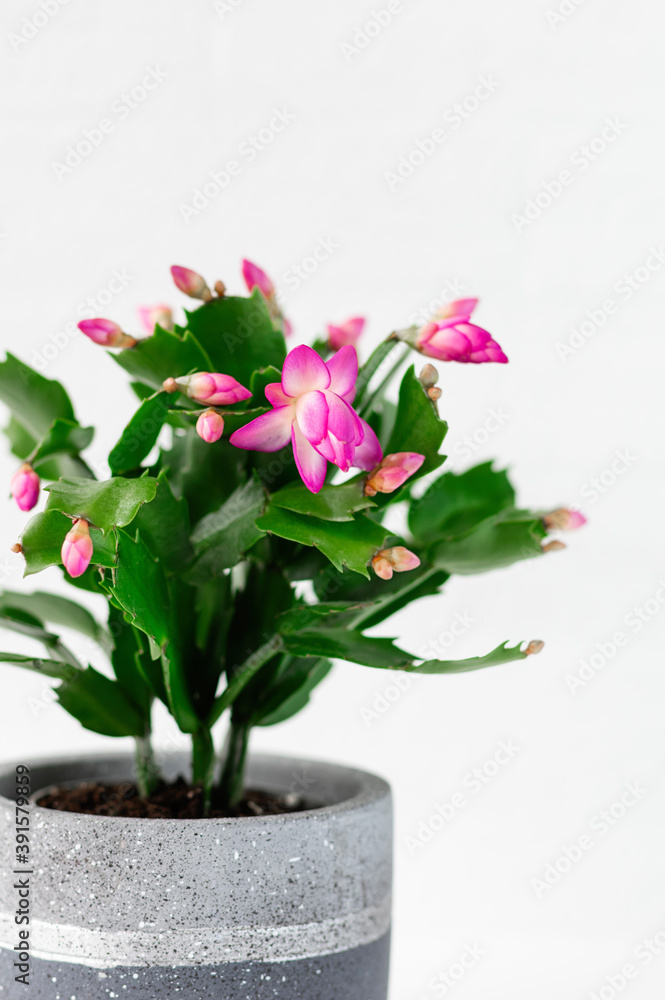 Pink Schlumbergera, Christmas cactus or Thanksgiving cactus on white background. Close up. Pink Schlumbergera, Christmas cactus or Thanksgiving cactus on white background. Close up.