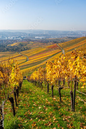 Vineyards between Kappelberg and Rotenberg in Stuttgart - Beautiful landscape scenery in autumn - Aerial view over Neckar Valley  Baden-W  rttemberg  Germany