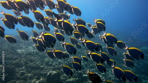 School of beautiful blue fish on background red corals underwater in sea of Maldives. Scuba diving in world of colorful beautiful wildlife of reefs. Inhabitants in search of food. Slow motion shot. photo