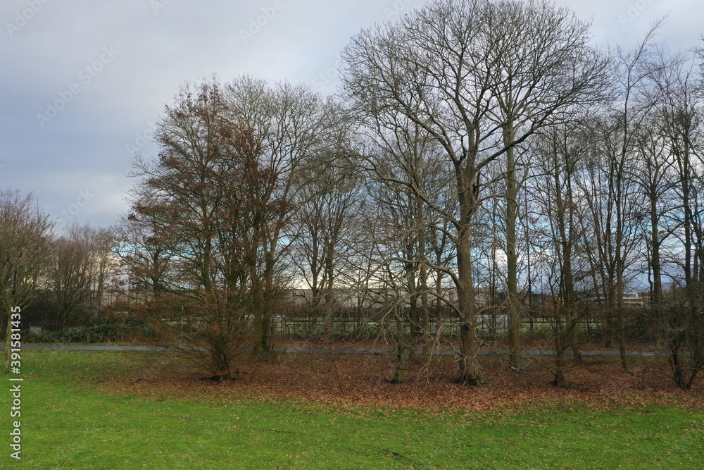 Many bare trees with the red leaves laying beneath the trees due to the winter season Many bare trees with the red leaves laying beneath the trees due to the winter season