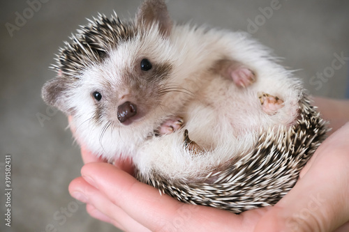 Photos African pygmy hedgehog lies in the hands of a person