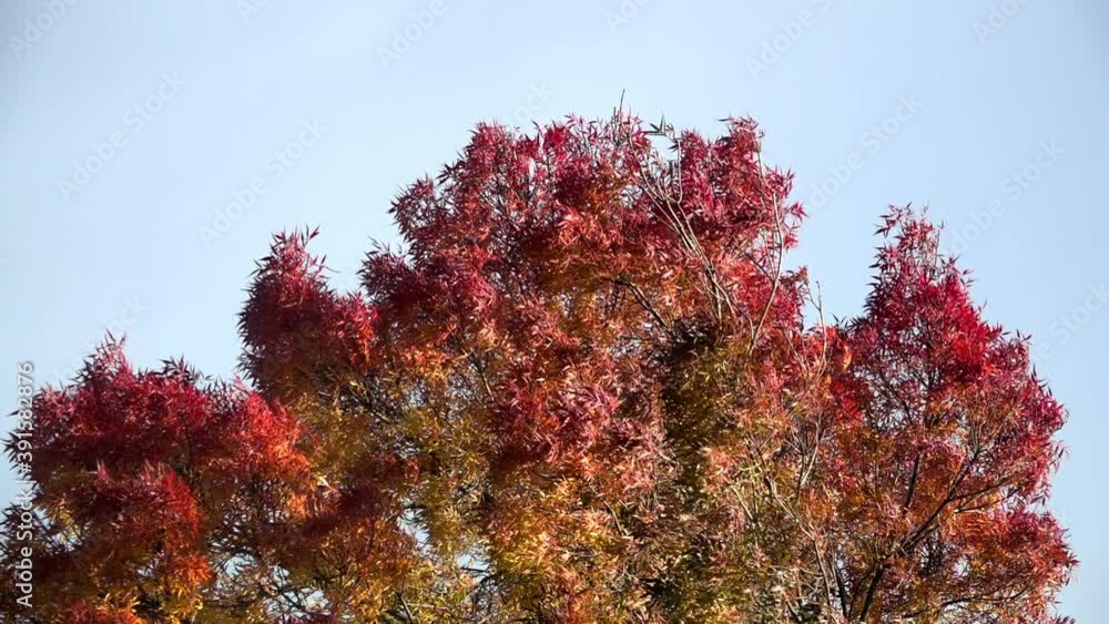 Slow motion of yellow and burnt red leaves on a tree swaying as the wind blows in front of a pale blue sky on a clear, bright and sunny Autumn day. Slow motion of yellow and burnt red leaves on a tree swaying as the wind blows in front of a pale blue sky on a clear, bright and sunny Autumn day.