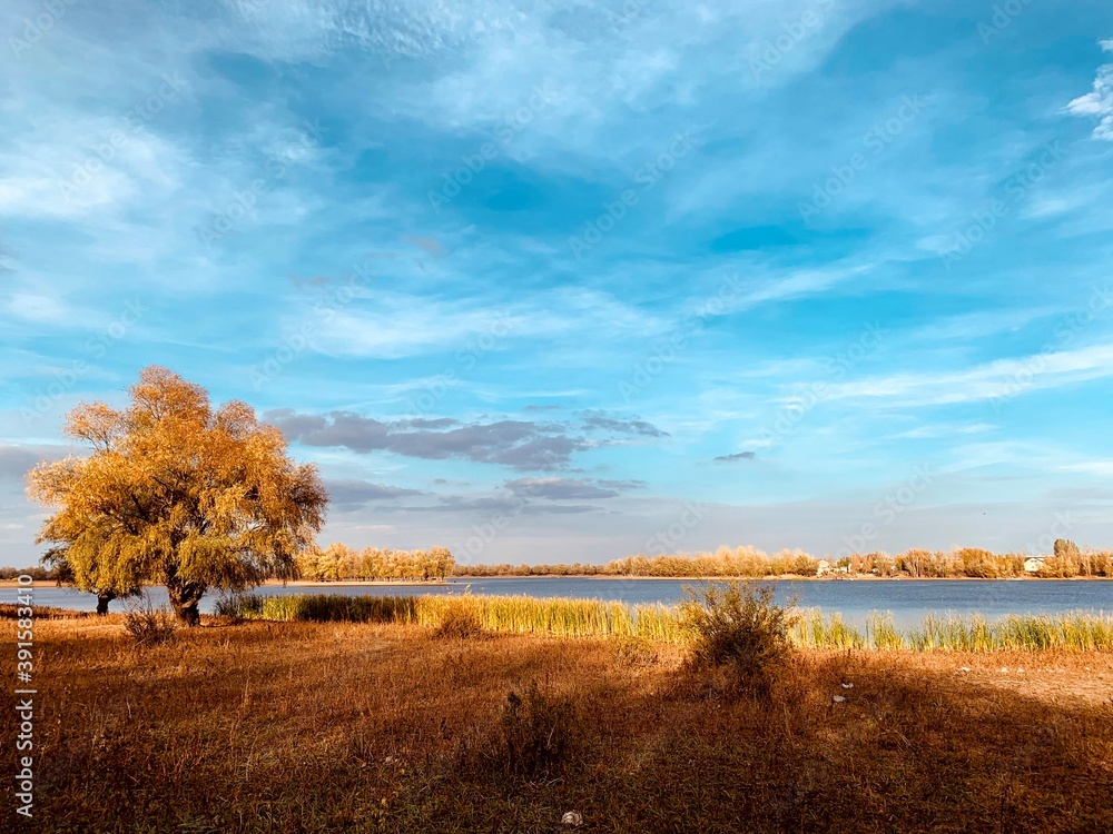 Fototapeta premium autumn landscape with trees