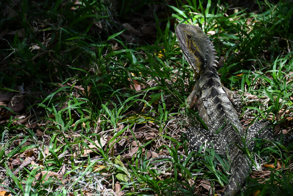 Fototapeta premium Eastern water dragon (Australian water dragon) sitting in grass in Queensland, Australia