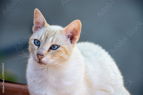 the white cat pet in the house