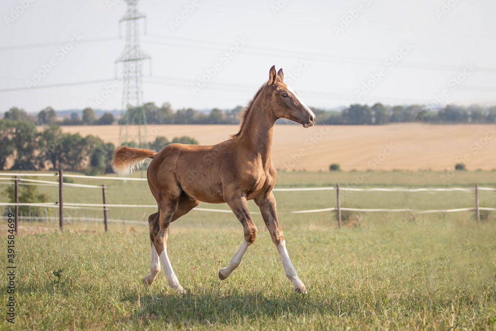 Obraz premium foal in the field