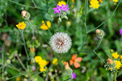 TARASACCO AMONG THE FLOWERS in the city of terni