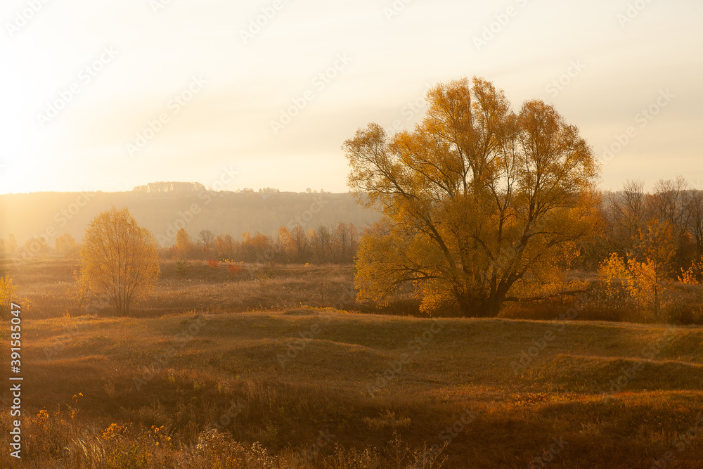 Fototapeta premium tree at sunrise