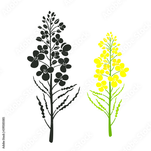 Rape vector set Brassica napus flower Canola icon