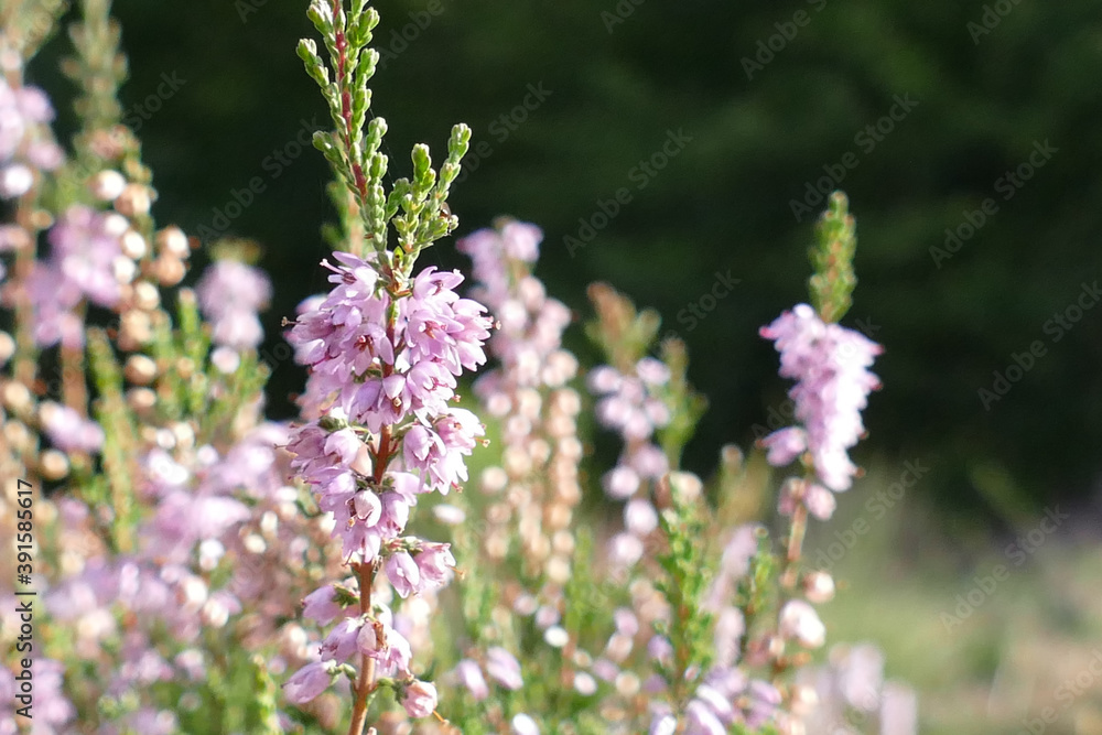 Heidekraut in der Wahner Heide im Frühling Heidekraut in der Wahner Heide im Frühling
