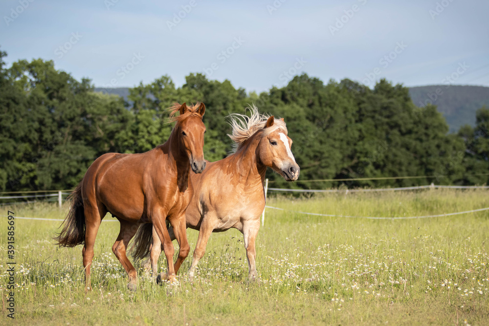 two horses on a meadow