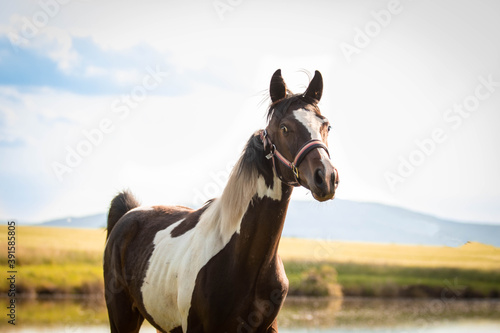 portrait of a horse © Veronika