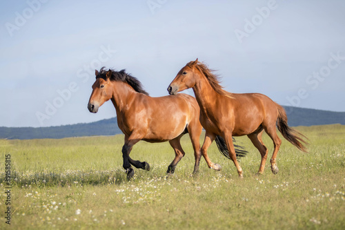 Fototapeta Naklejka Na Ścianę i Meble -  horse on the meadow