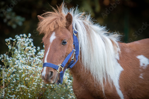 portrait of a horse