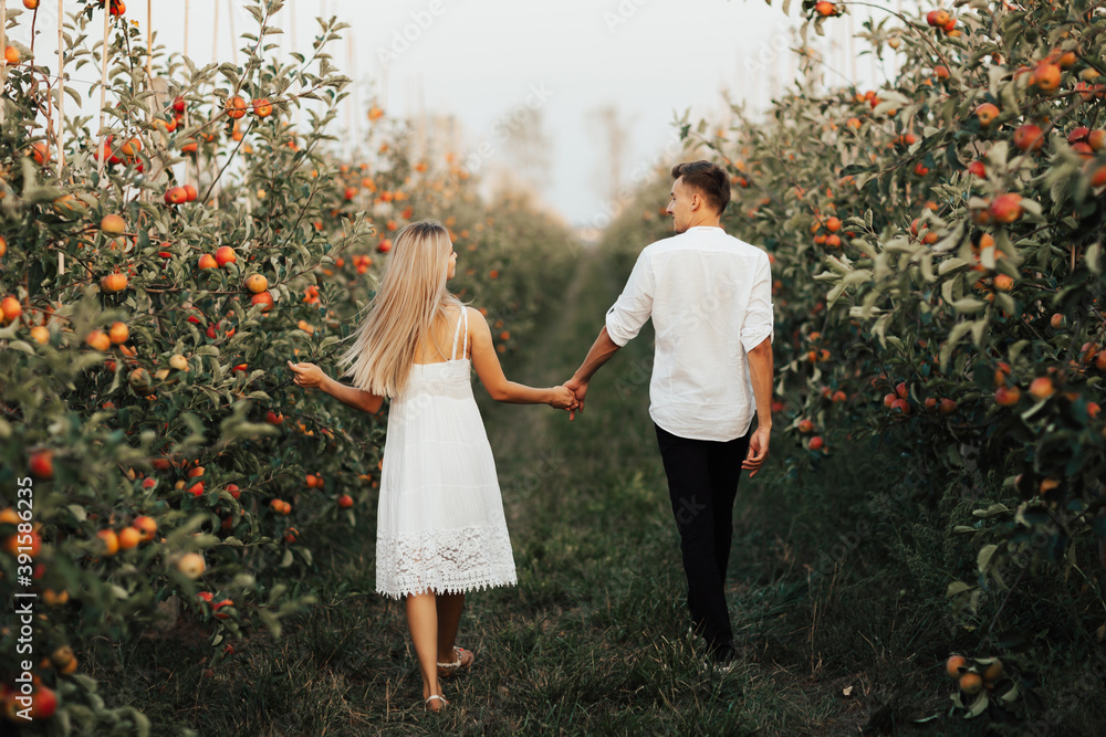 Back view of romantic couple walks in the apple orchard in summer day. They holding hands.