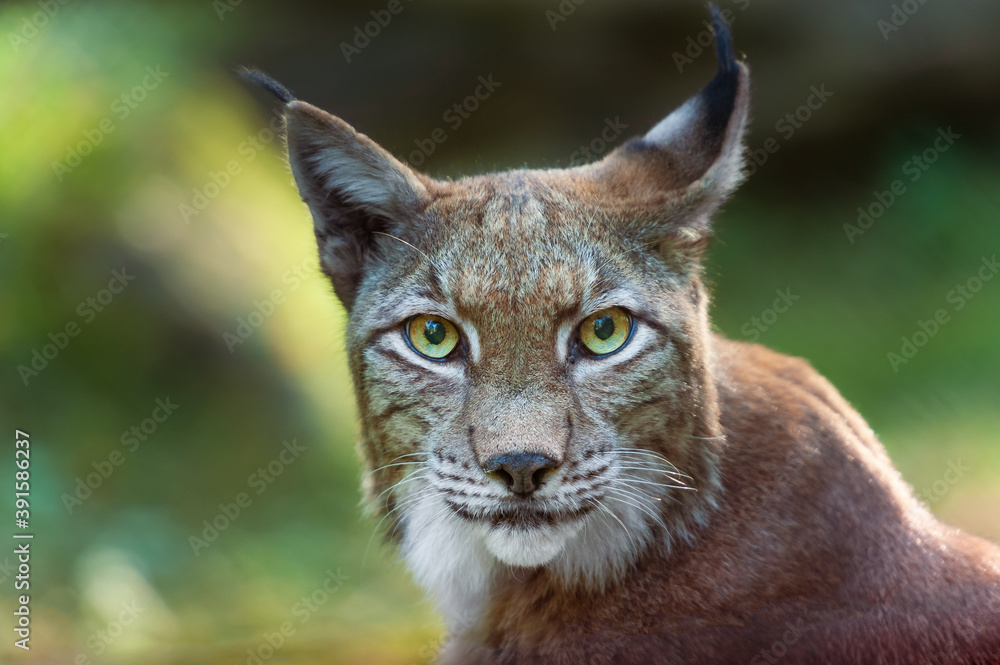 Kopfporträt eines eurasischen Luchs Kopfporträt eines eurasischen Luchs
