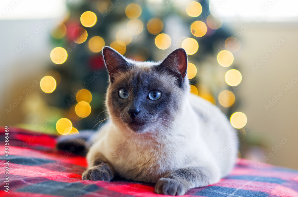 Fototapeta premium Serious cat against blurred Christmas lights. Christmas tree background. Christmas season, new year, holidays and celebration