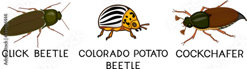 Set of insect pests of agricultural plants (click beetle, colorado potato beetle and cockchafer) isolated on white background