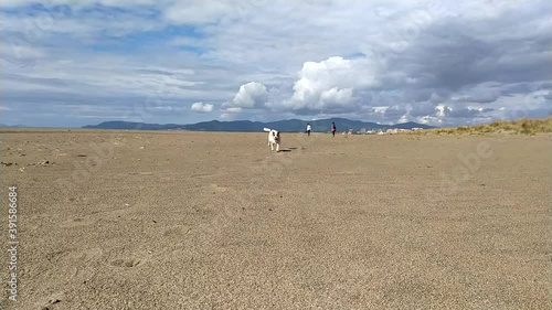 Jack Russell dog running on the beach in a sunny autumn day Slow motion 720 30p