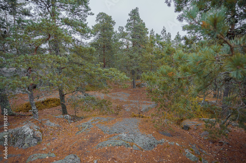 Evergreen dwarf pines and brown needles on the ground, nature in Finland