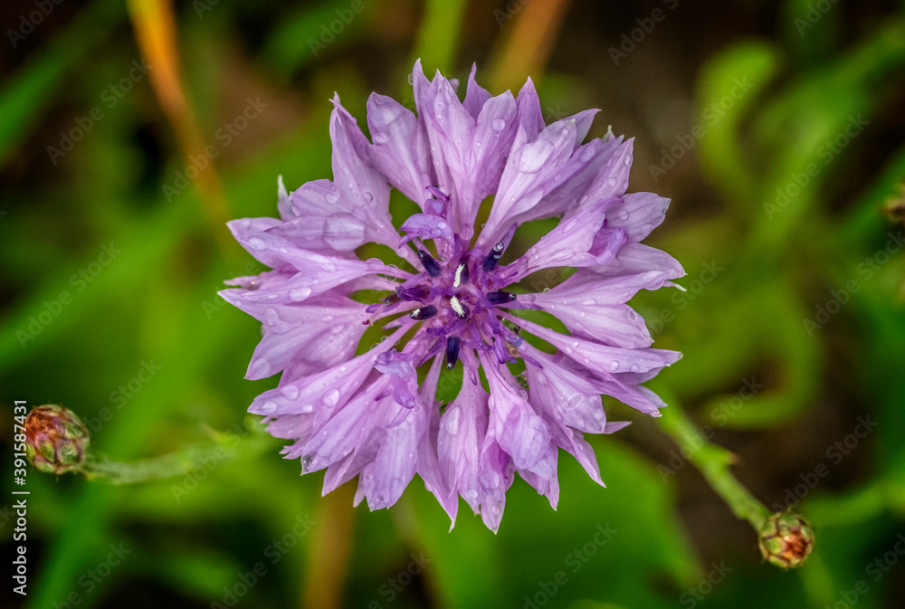 Violet flower