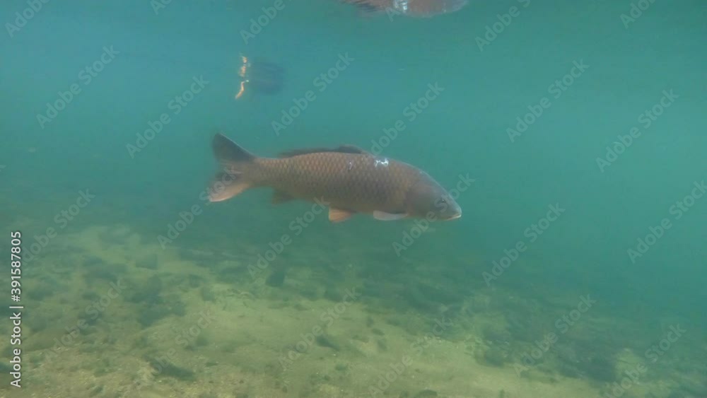 Carp and fish swimming in Satetsu river of Geibi Gorge or Geibikei in Iwate Prefecture, Japan, Asia. Popular Japanese tourist spot with wild animal, wildlife in crystal clear water Carp and fish swimming in Satetsu river of Geibi Gorge or Geibikei in Iwate Prefecture, Japan, Asia. Popular Japanese tourist spot with wild animal, wildlife in crystal clear water