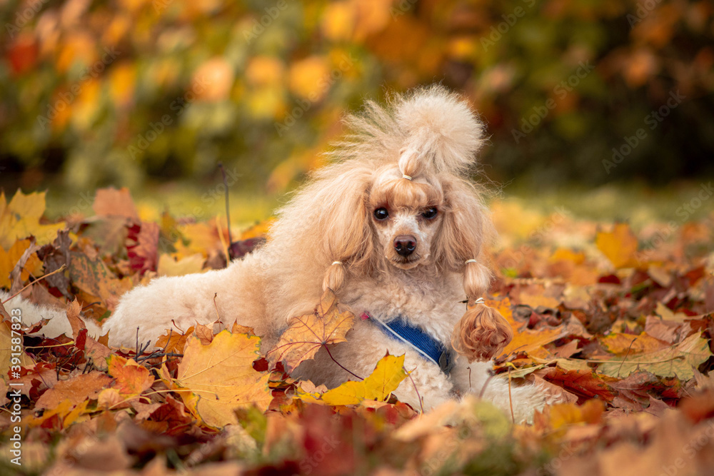 dog in park dog in park