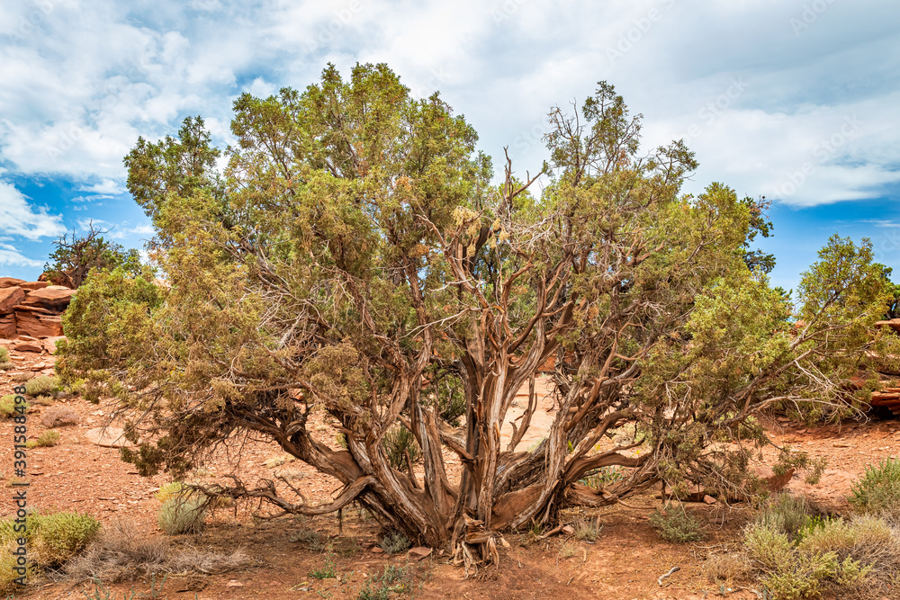 Juniper Tree Capitol Reef National Park Juniper Tree Capitol Reef National Park