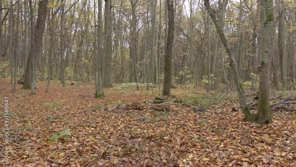 Drone flying in the middle of a dense forest, autumn, raw Drone flying in the middle of a dense forest, autumn, raw