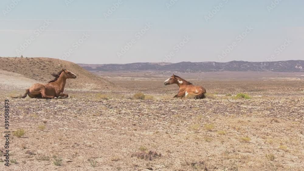 Close up of wild horse rolling then zoom out showing two horses rolling Close up of wild horse rolling then zoom out showing two horses rolling