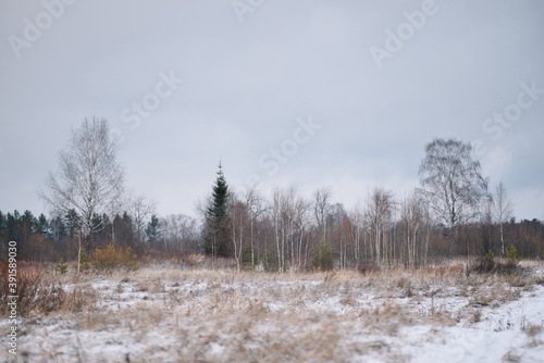 Wallpaper Mural Field in the late autumn Torontodigital.ca