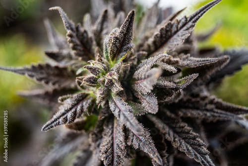 weed medical cannabis