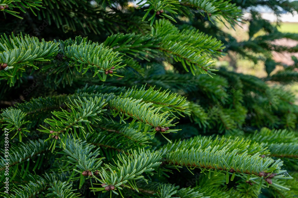 Fototapeta premium Plantation of evergreen nordmann firs, christmas tree growing ourdoor