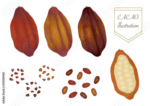 set illustration of cacao beans