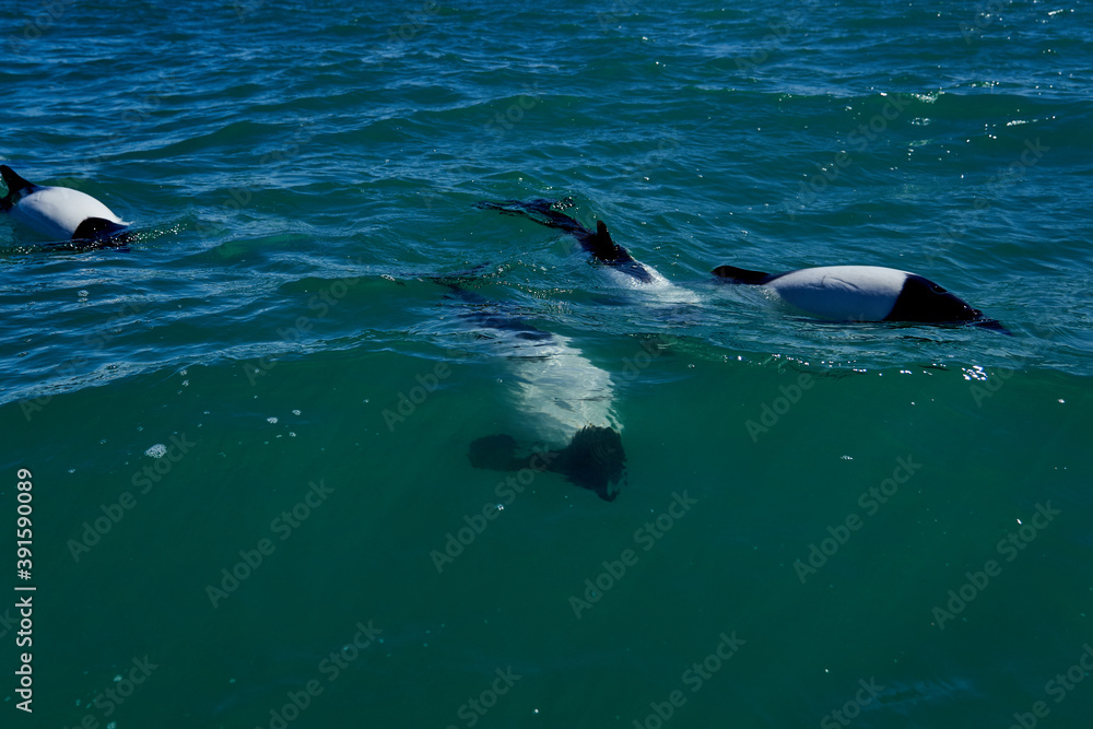Obraz premium Black and white Commerson Dolphins swimming in the turquoise water of the atlantic ocean at the coast of patagonia in argentina, showing of their blow hole and dorsal fin and splashing some water