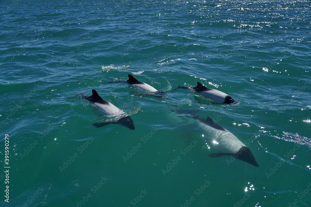 Naklejka premium Black and white Commerson Dolphins swimming in the turquoise water of the atlantic ocean at the coast of patagonia in argentina, showing of their blow hole and dorsal fin and splashing some water