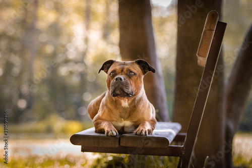 dog in a park photo