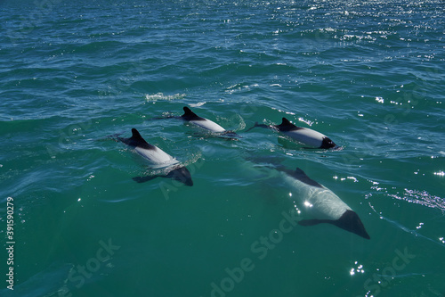  Black and white Commerson Dolphins swimming in the turquoise water of the atlantic ocean at the coast of patagonia in argentina, showing of their blow hole and dorsal fin and splashing some water