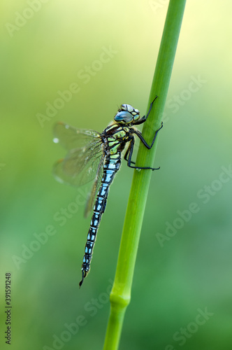 Early in the morning Large dragonfly on a blade of grass dries its wings from dew