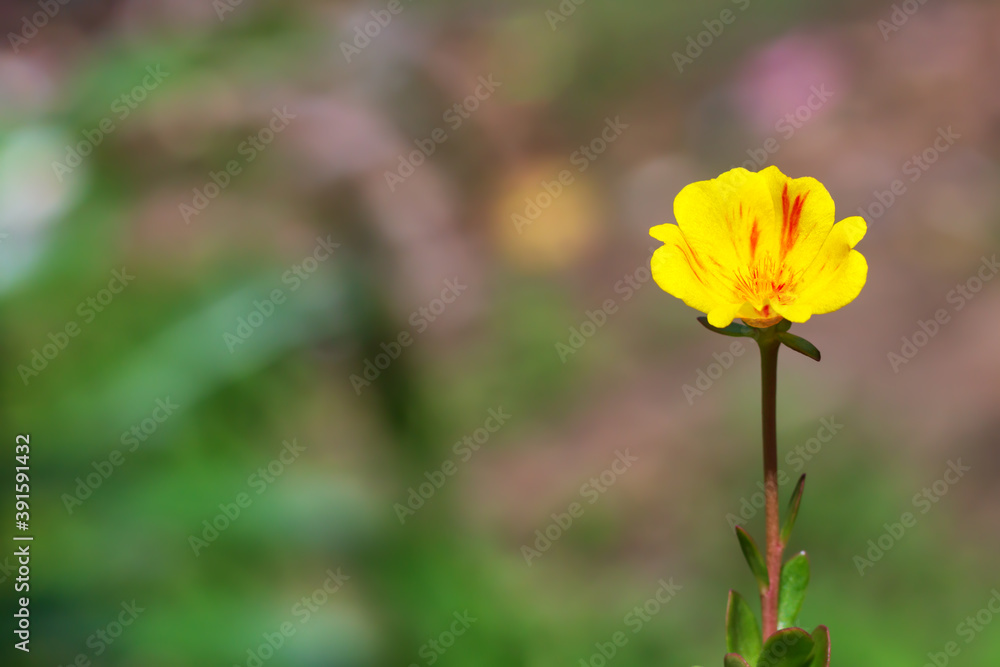 portulaca grandiflora or eleven o'clock flower portulaca grandiflora or eleven o'clock flower