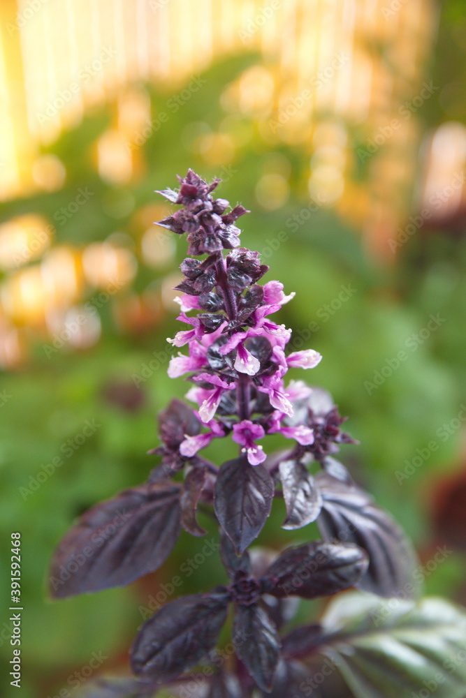 Blossom of purple basil, green purple basil plant, ocimum basilicum