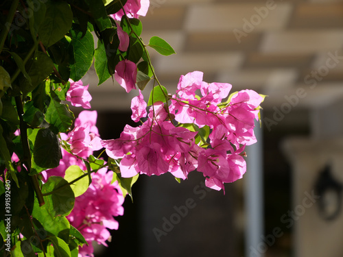 Leinwand Poster Selective focus shot of pink bougainvillea flowers on a tree