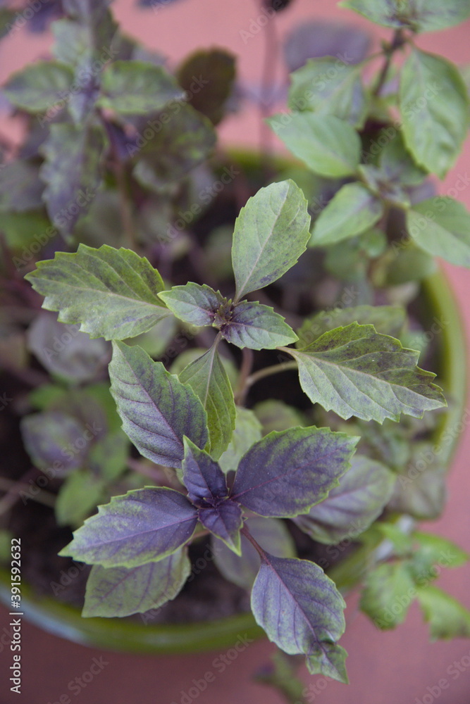 Purple basil, ocimum basilicum plant, aromatic edible medicinal plant