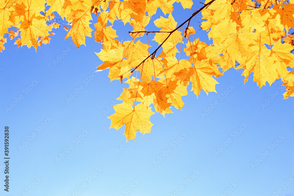 autumn background, yellow maple leaves on a blue sky background, leaf texture in sunlight, place for text, blank for design autumn background, yellow maple leaves on a blue sky background, leaf texture in sunlight, place for text, blank for design