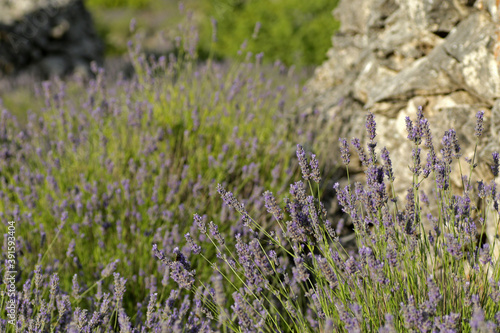 Lavender field in Brusje, Hvar Island, Croatia photo